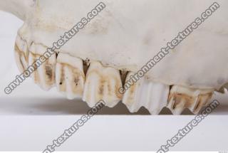 animal skull teeth 0002